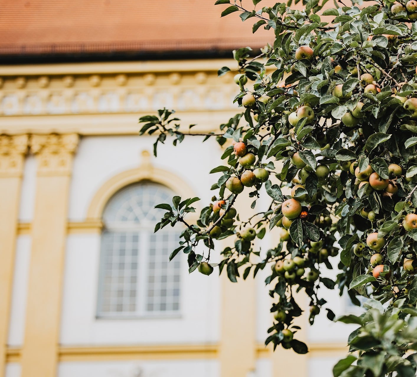 Ein Apfelbaum im Spätsommer im Hintergrund verschwommen, die Fassade von Schloss Dachau.