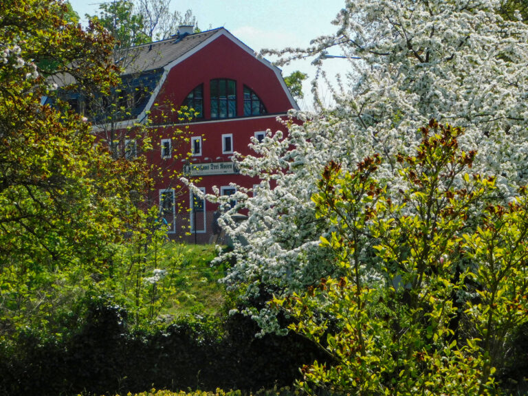 Blick durch eine Lücke in grünen und blühenden Büschen auf das Gasthaus Drei Rosen.