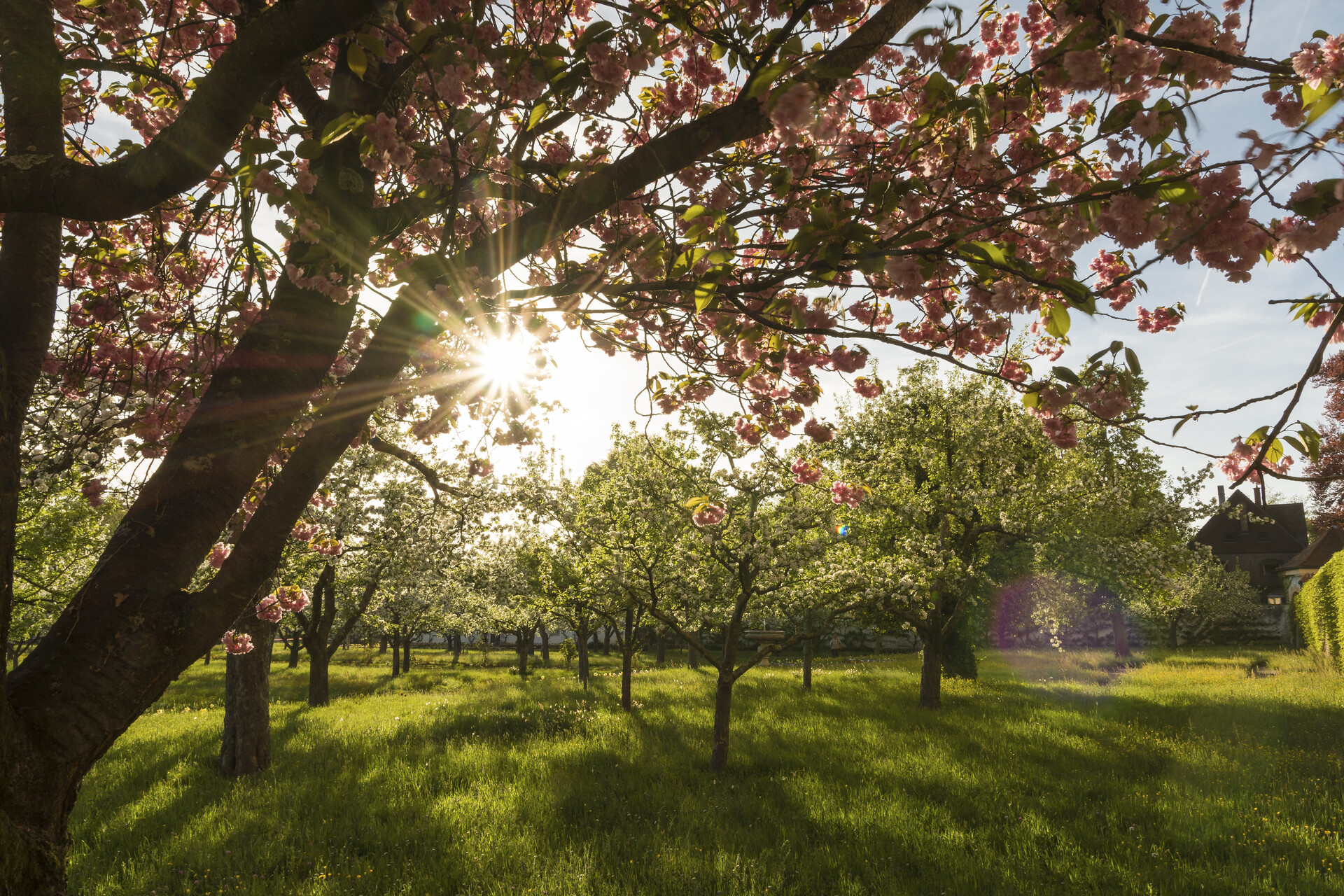 Blick auf weiß blühende Apfelbäume und rosa blühende Zierkirsche im Hofgarten auf grüner Wiese. Sonnenstrahlen blitzen durch die Zweige.